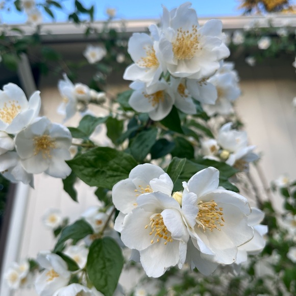 Meet your Posher, Tara - Picture 1 of 2